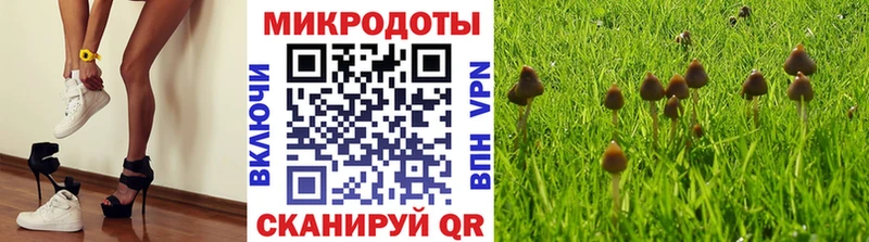 Псилоцибиновые грибы Psilocybine cubensis  Приморско-Ахтарск 